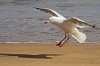 Beach Landing